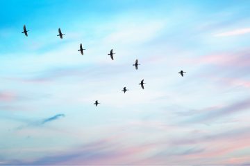 Introduction to Servant Leadership course visual for emerging leaders